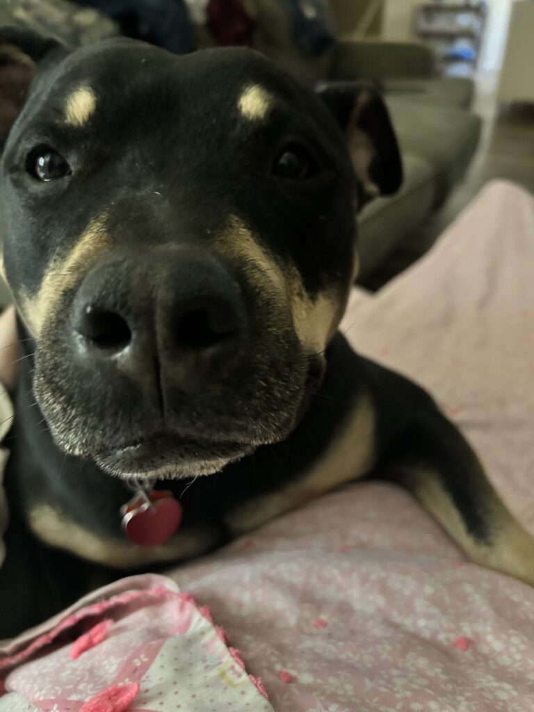 mya dog 1 1 scaled.jpeg